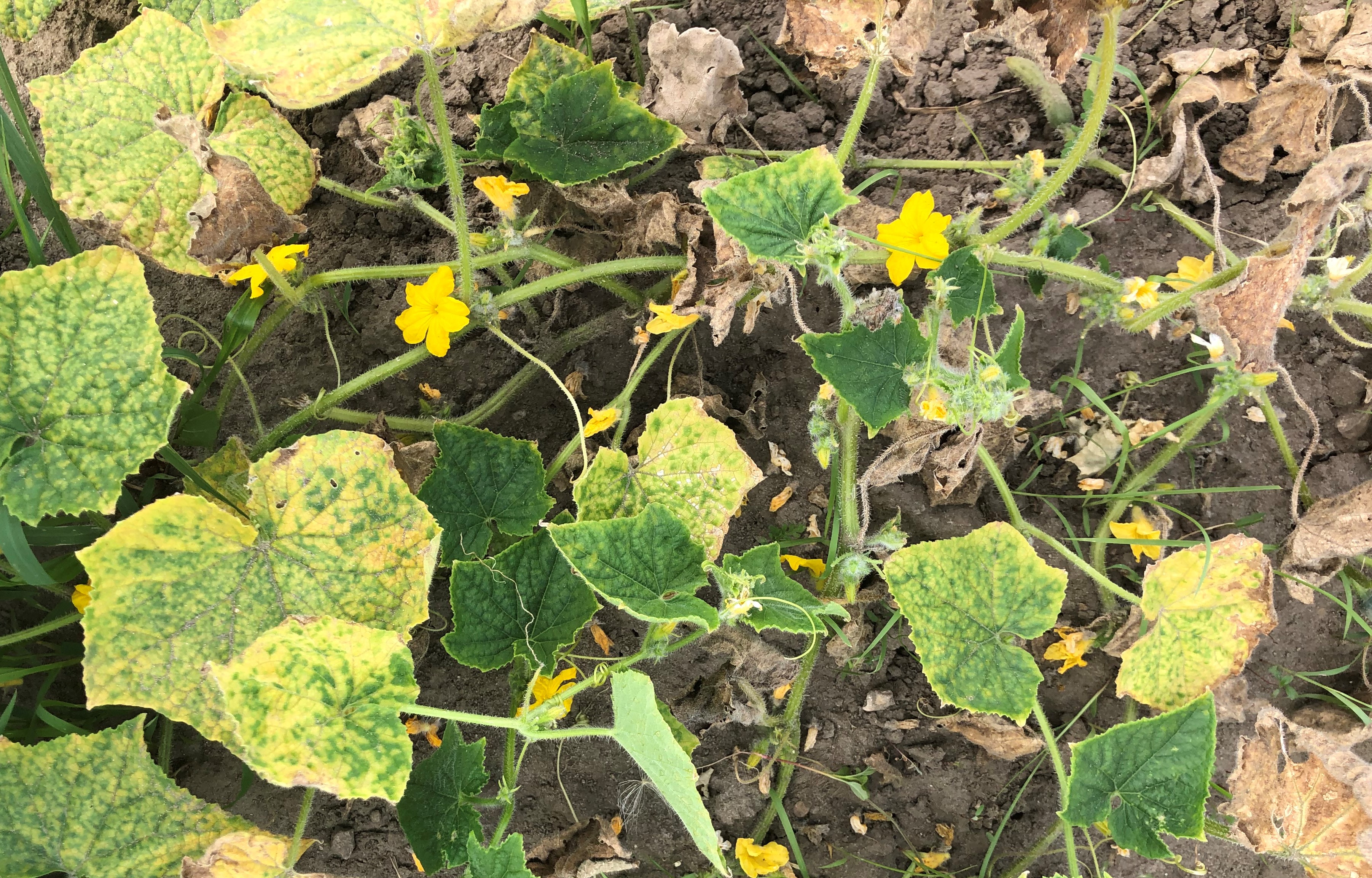 Advanced downy mildew on cucumbers